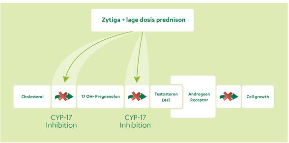 Abiraterone inhibeert de androgeenbiosynthese via selectieve remming van CYP17 CYP17: 17α-hydroxy/17,20-lyase DHT: dihydrotestosterone