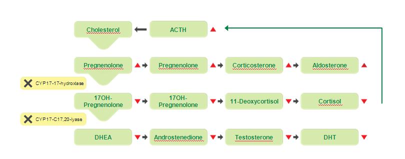 Abiraterone inhibeert de androgeenbiosynthese via selectieve remming van CYP17 Attard G et al.