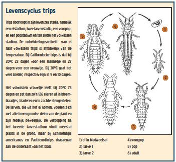Complexe levenscyclus 6 stadia: ei (in zacht plantenweefsel) 2 larvestadia (zeer schadelijk) 2 popstadia