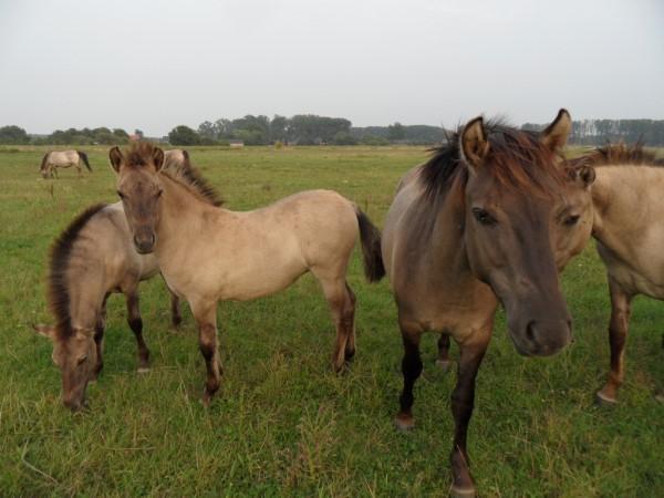 De paarden dachten al dat