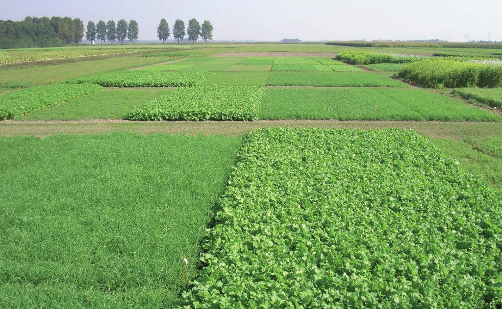 steeds enthousiaster geworden over de positieve (ecologische) aspecten van groenbemesters. Wat is er mooier om als grondgebruiker ook wat terug te doen voor de Bodem (en het bodemleven!)? Mits je gebruik maakt van de bestaande kennis en de juiste keuzes maakt, zie ik alleen maar win-win situaties.