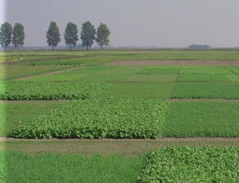 H. Petersen Saatsucht, Van Dinter Semo en Agrifirm) wetenschappelijk onderzoek naar de verschillen tussen individuele groenbemesters en mengsels op de bodemkwaliteit.