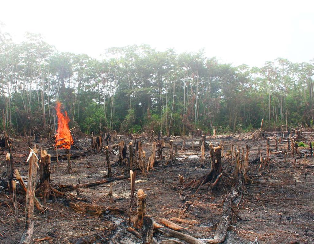 1. Voorwoord Sinds 1978 zijn meer dan 750.000 vierkante kilometer Amazone regenwoud vernietigd in Brazilië, Peru, Colombia, Bolivia, Venezuela, Suriname, Guyana en Frans Guyana.