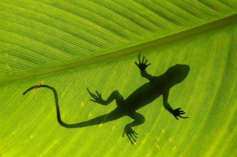 Het regenwoud daar is het oudste ter wereld en bestaat al 130 miljoen jaar ononderbroken. TIP: Taman Negara is het grootste nationale park van Maleisië.