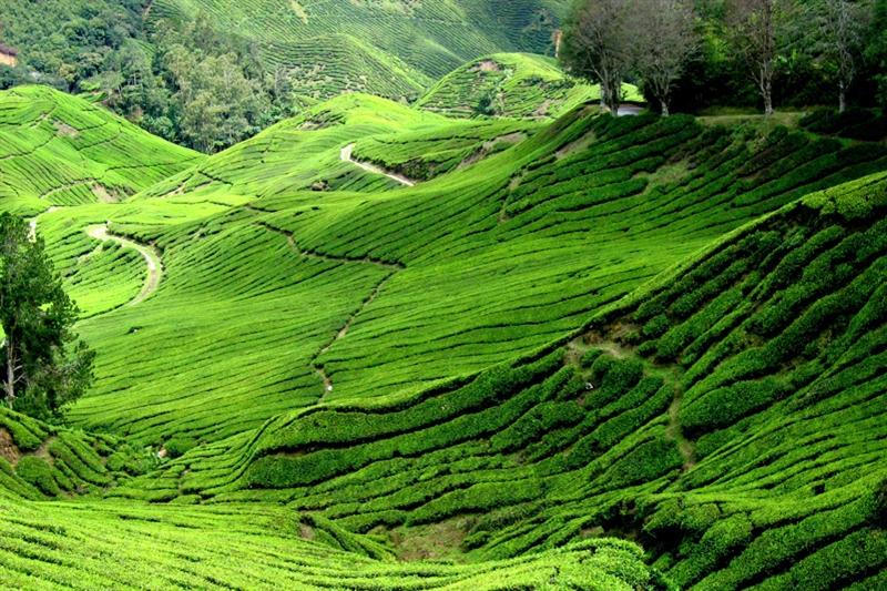 Dag 8: Taman Negara Nationaal Park ± Kuala Kembeling ± Cameron Highlands Vandaag vertrek je naar de Cameron Highlands.