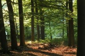 Gelijkaardige resultaten werden gerapporteerd door het Franse ADEME (Agence de l Envrionnement et de la Maîtrise de l'energie; ADEME 2014) die de koolstofstocks onder bos en gras (0-30cm) inschatten