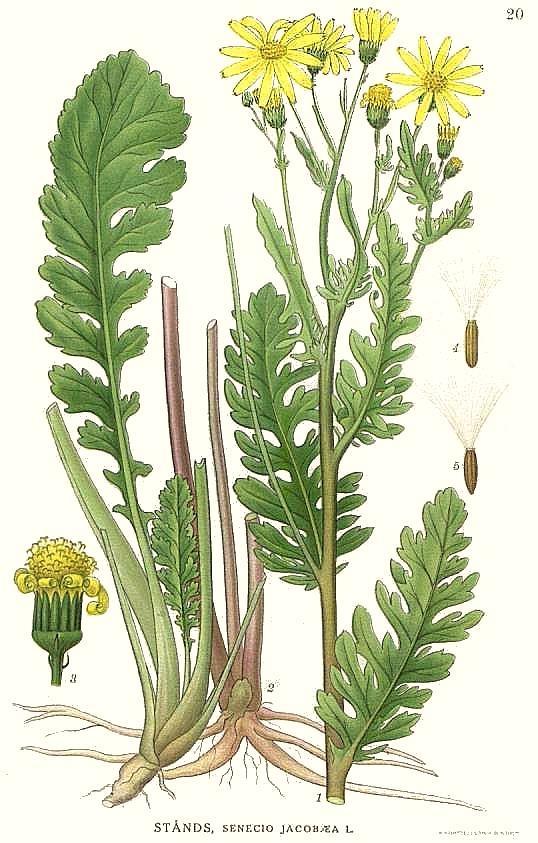 Giftige planten : enkele voorbeelden Jacobskruiskruid : gifaccumulatie in de lever vooral op langere termijn als hooi gevaarlijk kan talrijk