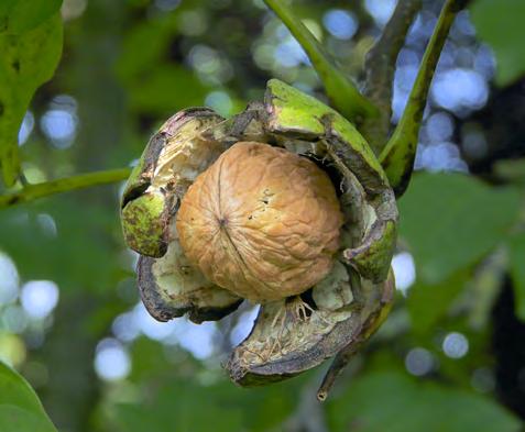 De walnoot is makkelijk te herkennen aan de grote