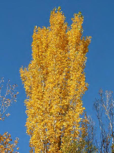 In de herfst kleuren de bladeren geel.