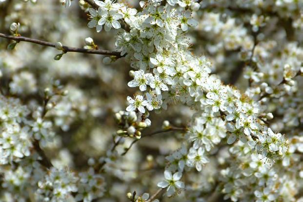 Sleedoorn 13 Deze struik bloeit als eerste aan het eind van de winter. Je ziet de struik dan in heggen en aan randen van bossen overladen met kleine witte bloemen staan.