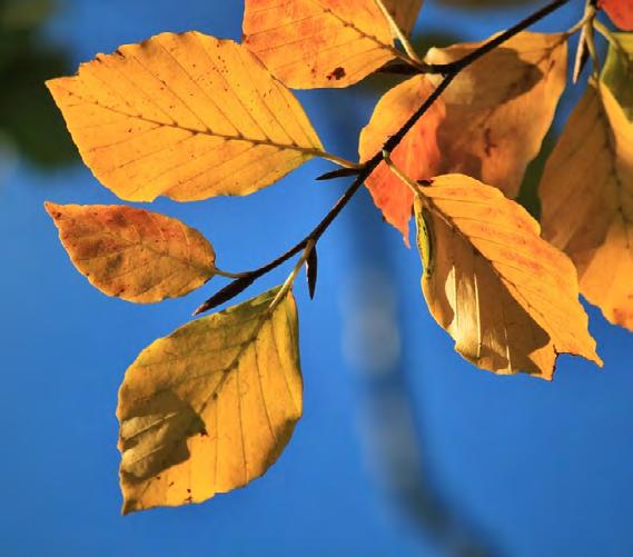 De stam van de beuk is grauw en kan aan de regenzijde groen kleuren door de algen