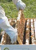 AMU: Colony collapse disorder bij Europese bijen De afdeling Beoordelingsmethodologie (AMU) biedt technische en methodische ondersteuning bij risicobeoordeling en kwantitatieve