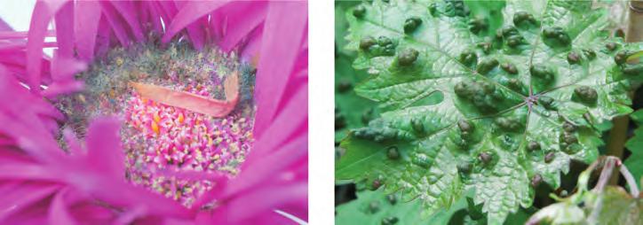Productkwaliteit 13 regent in een productiegebied zullen de bloemen gevoeliger zijn voor Botrytis (schimmelaantasting). Afb. 1.10 Voorbeelden van ziektes in bloemen. Links Botrytis en rechts galmijt.