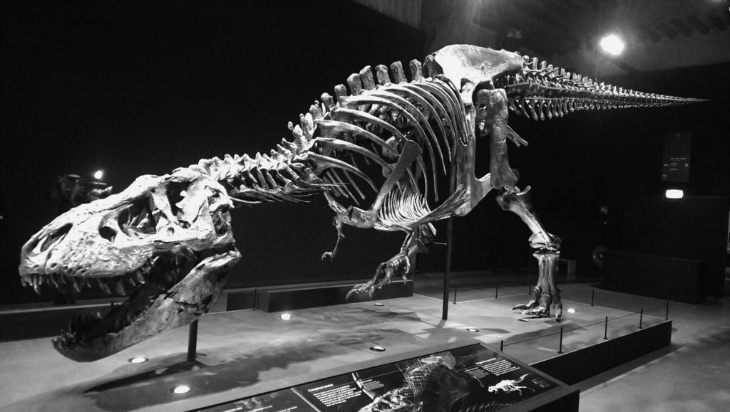 Aarde Opgave 3 De T-Rex in Leiden De T-Rex in Leiden In de zomer van 213 werd in het noordoosten van Montana (VS) het skelet van een Tyrannosaurus Rex (T-Rex) ontdekt: een grote vleesetende