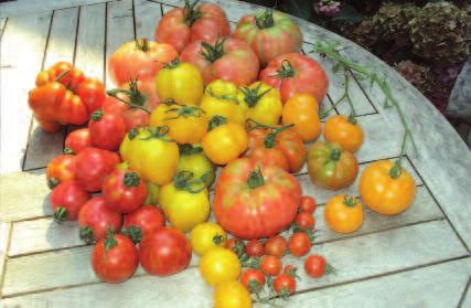 Nu genieten heel wat tuinders van een mooie oogst. Zaden houden van tomaten: hoe doe je dat?