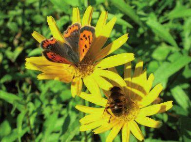 In de zomer heeft de vlinder dikwijls een kort staartje aan de achtervleugels.