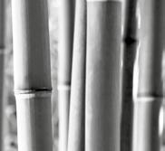 bamboes bambous Voor grotere aantallen: prijs op aanvraag. - Prijzen geldig zolang de voorraad strekt. - Andere maten, modellen en variëteiten zijn steeds verkrijgbaar op aanvraag.