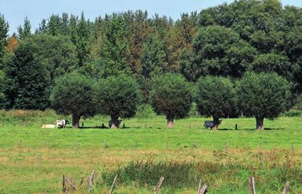 Door de opkomst van kunststoffen had men immers geen hout meer nodig om gereedschappen of afsluitingen te maken. RLZH Stookolie en aardgas vervingen het brandhout als energiebron.