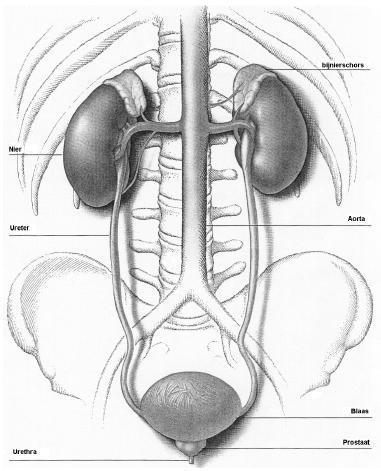 Protocollen Voorbehouden, Risicovolle en Overige handelingen Nier- en blaaskatheterisatie 3 Anatomie van het urinewegstelsel Het urinewegstelsel bestaat gewoonlijk uit twee nieren met ieder een