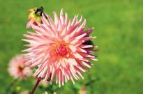 PASSIEBLOEM DAHLIA DAHLIA ROOS TULP VIOOL Omcirkel de beeldaspecten* die horen bij