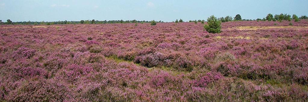 De Zoom - Kalmthoutse Heide 395 Dommeldal en Vallei