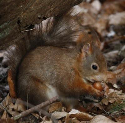 4. De eekhoorn De eekhoorn scharrelt door het bos. Het is herfst. Hij zoekt nootjes. Hij eet ze niet op, maar neemt ze mee.