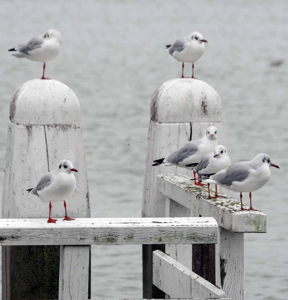 1.5 Innamestops Als het rivierwater door verontreinigingen bepaalde wettelijke normen overschrijdt, volgt er een innamestop. Dat is wettelijk vastgelegd.