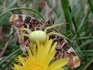 VIJANDEN Rupsen: sluipwespen, graafwespen, spitsmuizen, egels, padden,