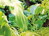 Door de luchtige structuur kunnen wortels van de plant zich goed ontwikkelen. Nieuwe verpakking zal in de loop van het seizoen instromen.