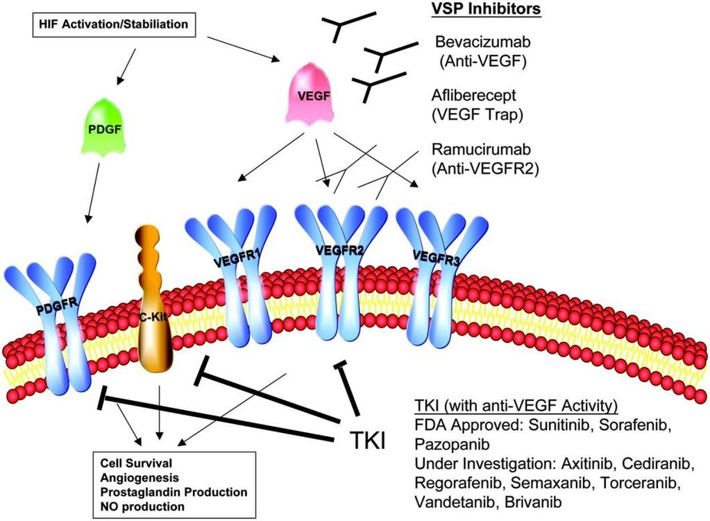 Tyrosine kinase inhibitoren (targeted therapy) Sunitinib, sorafenib, pazopanib, axitinib VEGF