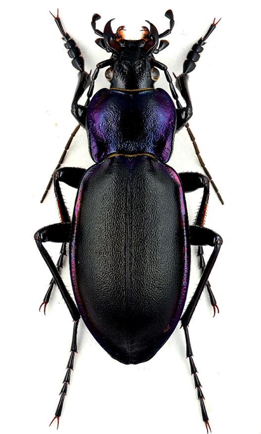 285 3. Carabus violaceus purpurascens.