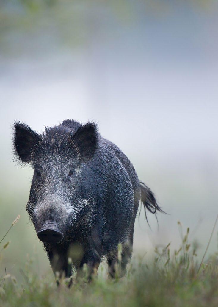 Wild zwijn 13 Herkenbaar: zijn grote platte snuit en donkere, borstelachtige vacht. Volwassen mannetjes hebben twee slagtanden, die scherper zijn dan een keukenmes. Kleur: donkere vacht.