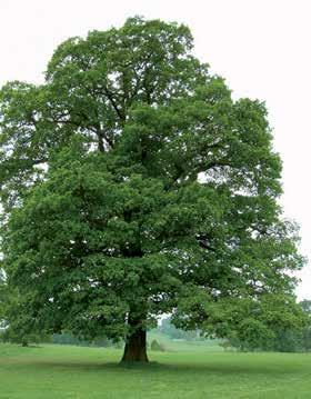 QUERCUS ROBUR Zomereik De zomereik is een inheemse soort die zeer oud kan worden.