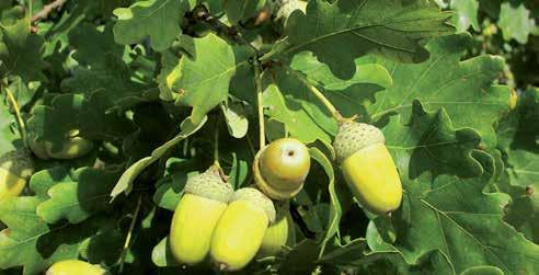 In het najaar wordt het blad en de vruchten bruin. In de winter zit de sierwaarde vooral in de grillige takstructuur en donkergrijze gegroefde bast.