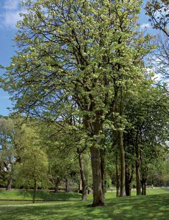 TILIA PLATYPHYLLOS Zomerlinde, grootbladige linde De grootbladige linde of zomerlinde is een inheemse boom, die van oudsher veel op