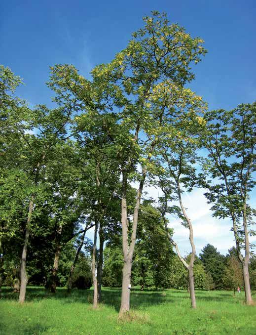 AILANTHUS ALTISSIMA Hemelboom De hemelboom is een krachtig groeiende soort met een imposant voorkomen.
