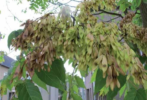 Vorm: breed ovale, halfopen kroon Hoogte: 15-20 meter Breedte: 10-15 meter In het voorjaar loopt het blad bronsrood uit, in de zomer