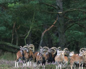 G r ofwi Grof wild ldbe behe heer er in de p raktijj k Groep moeﬂons in de beschutting van het bos in een goed voedselgebied. Links jonge rammen, achter volwassen rammen en rechts ooien. Foto: H.D. 2.