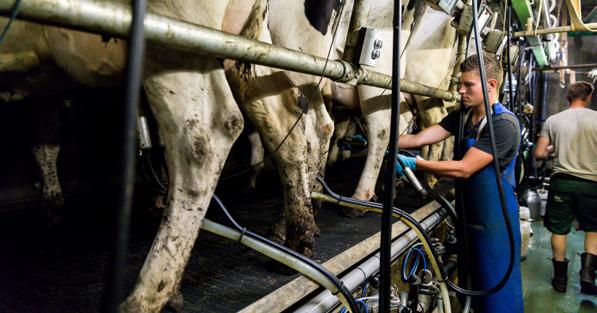 Melkveehouderij Dierverzorger melkveehouderij Niveau 3 Duur: 3 jaar BOL: Ja / BBL: Nee Toelatingseisen: Vmbo-diploma kaderberoepsgerichte -, gemengde - of theoretische leerweg. Mbo-diploma niveau 2.