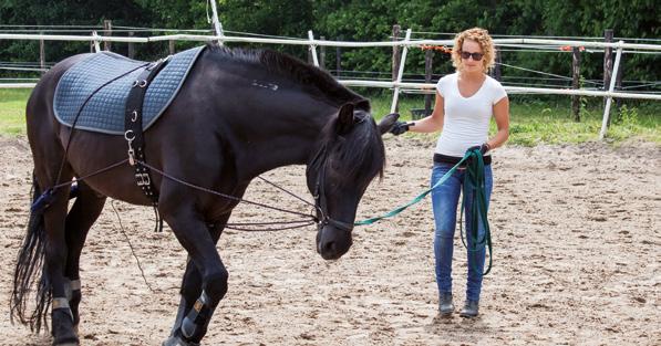 Design Paardenhouderij Paarden zijn je lust en je leven, het zijn fantastische dieren waar je graag mee werkt. Tijdens je opleiding leer je alles over zorg en welbevinden van het paard.