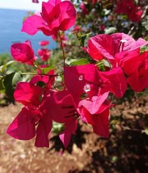 kos o Het bloemeneiland Het prachtige bloemeneiland Madeira nodigt u uit om in de mooiste periode van het jaar de natuur in Madeira te ontdekken.