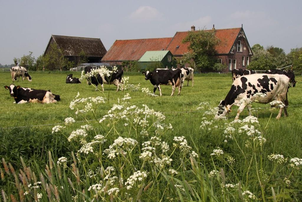 Grond vormt een van de pijlers van ieder grondgebonden melkveebedrijf. Beschikbaar van grond is in Midden-Delfland geen vanzelfsprekendheid.