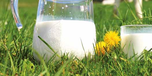De boer als producent van voedsel en natuur - INFORMATIEBLAD 3 Melk wordt voor héél véél producten