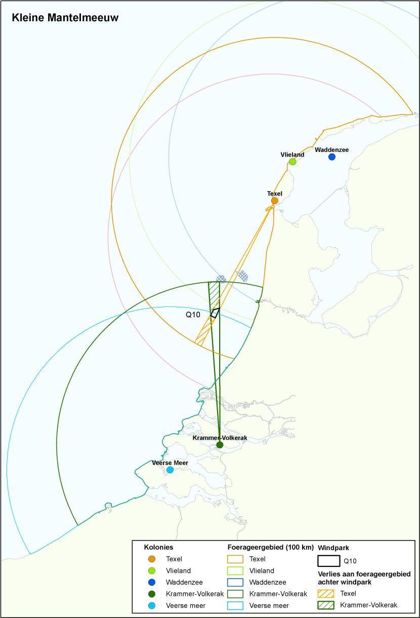 74 Figuur 3: Effectgebied kleine mantelmeeuw vanuit Nederlandse (Natura 2000) broedkolonies, voor het windpark Q10.