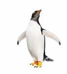 Tijdens deze reis ziet u vooral Adélie-, ezels- en kinbandpinguïns. Antarctica pinguïns zijn fantastische zwemmers.