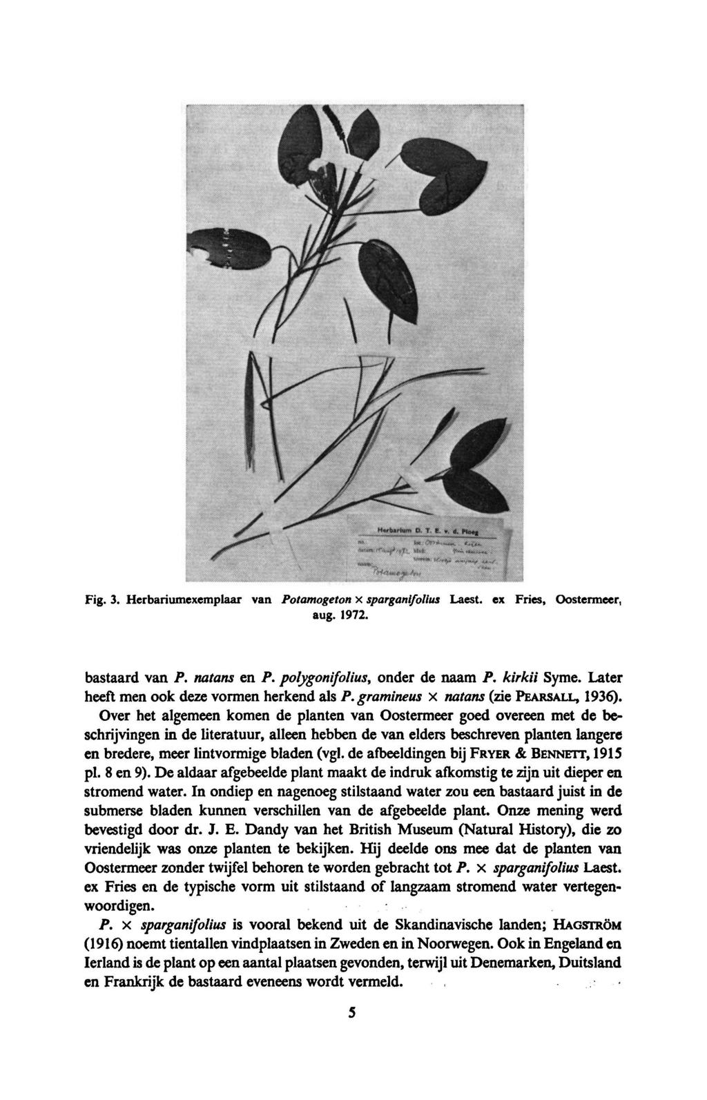 Fig. 3. Herbariumexemplaar van Potamogeton x sparganifolius Laest. ex Fries, Oostermeer, aug. 1972. bastaard van P. natans en P. polygonifolius, onder de naam P. kirkii Syme.