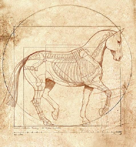foto 4: De beroemde kunstenaar Leonardo da Vinci (1452-1519) maakte prachtige anatomische studies van paarden en had lang begrepen dat een paard het voorgeschreven evenwicht van de FEI (artikel 401.
