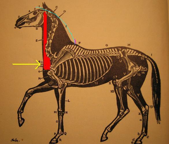 Als een paard nu zijn hoofd lichtjes naar voren buigt, wordt de lange rugspier verbonden met de hals (alleen de atlas en de draaier van de halswervels zijn beweeglijk) en het bekken lichtjes