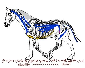 Het bekken kantelt dus alleen naar voren en niet naar achteren, zoals vaak wordt gedacht door het achterbeen verder onder het lichaam te brengen.