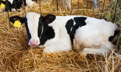 Droogvee Ter voorbereiding op de nieuwe lactatieperiode is het van belang de koeien droog te zetten.